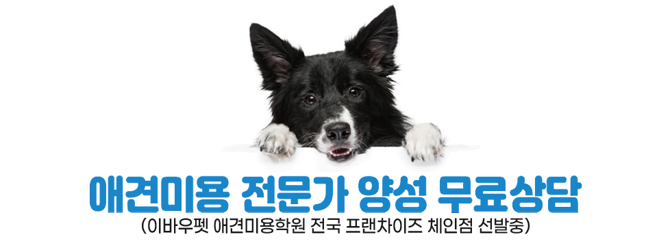 펫뷰티션 상담신청